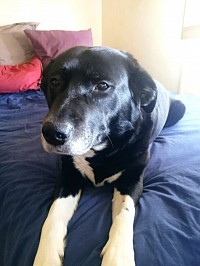 Maya, ma fidèle compagnie de route